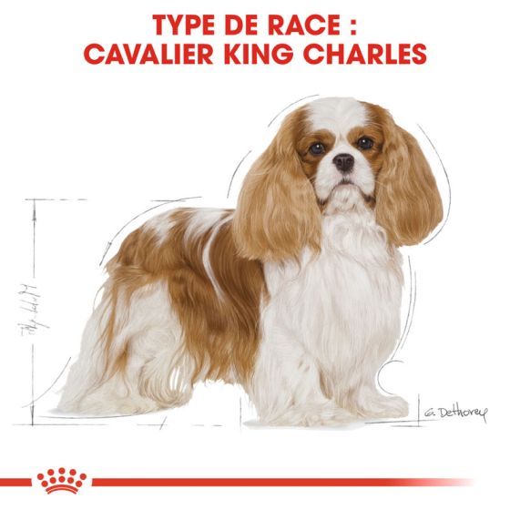 Royal Canin dog Spécial Cavalier King Charles 1,5Kg