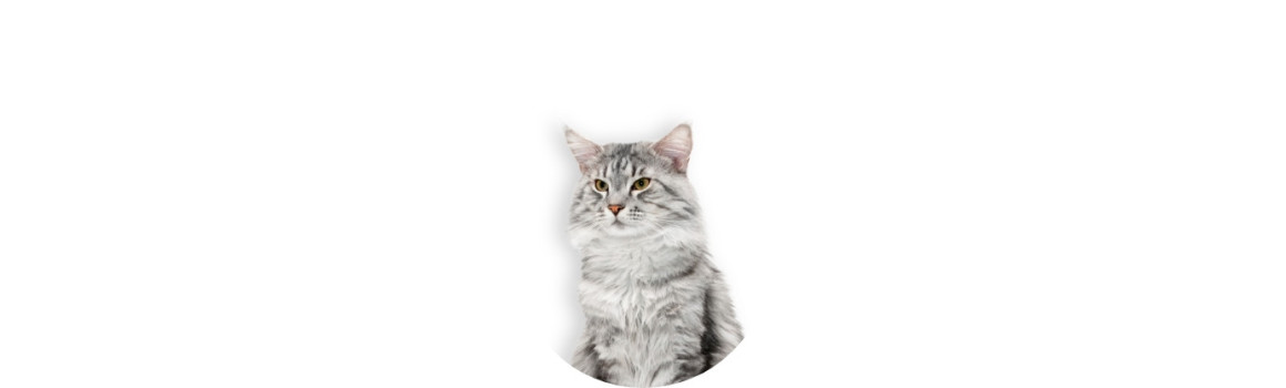 Aliment et accessoire pour chat à Genève. Livraison en  Suisse