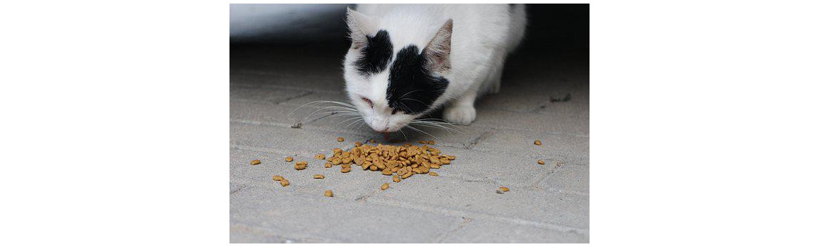 Dry food and kibble for cats in Geneva